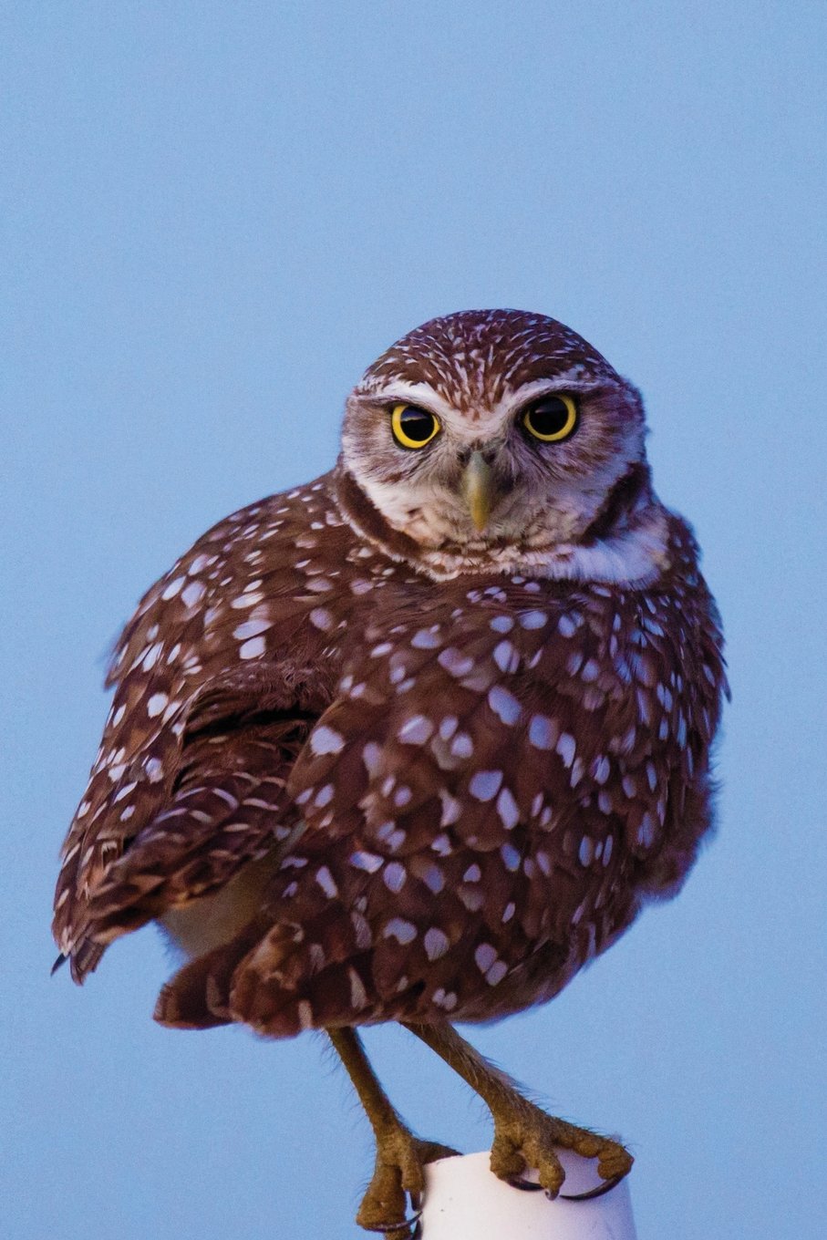 Golden-Eyed Owl Notebook: Blank Journal Diary Log (Wildlife 150 Lined, Band 43) Mathematics