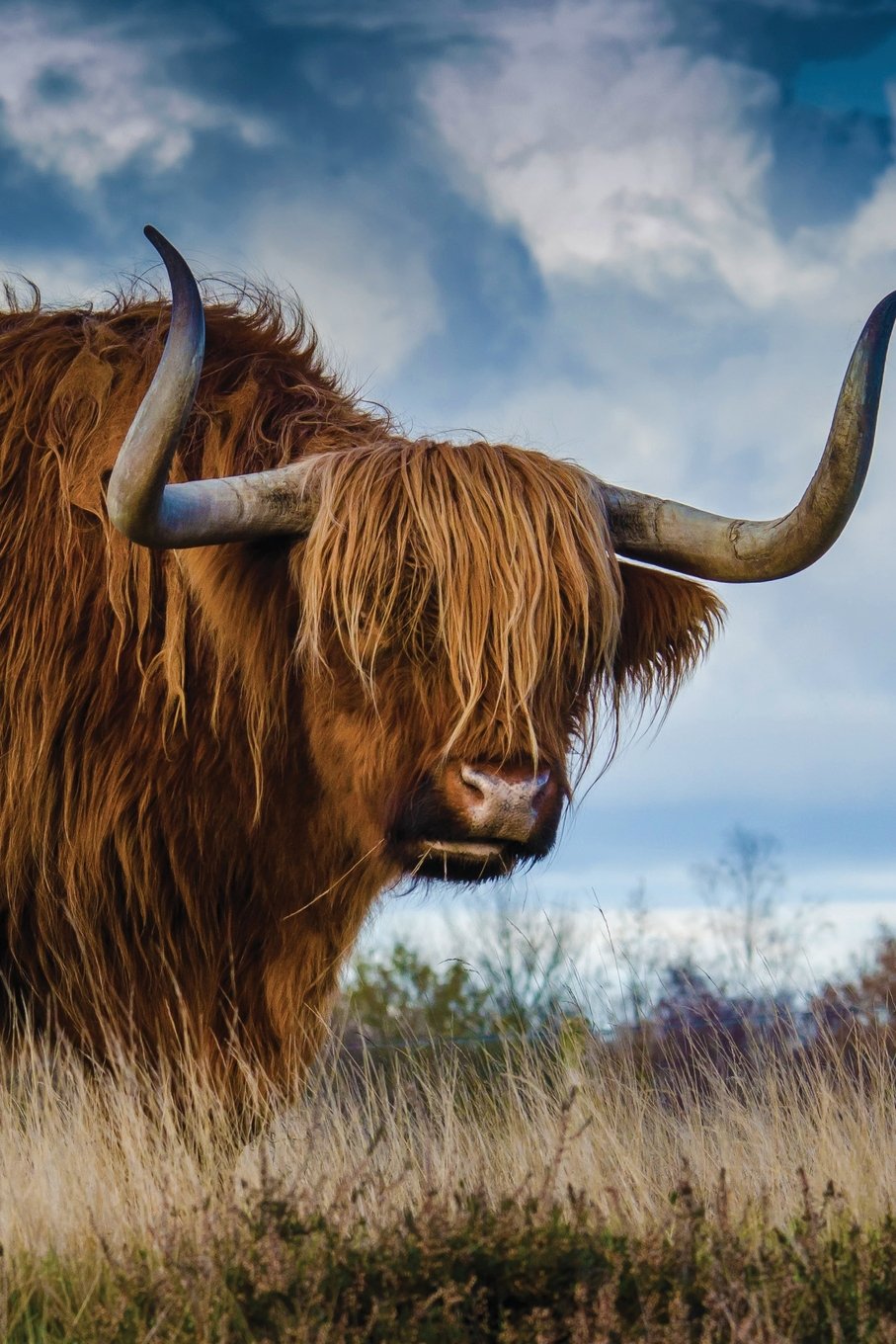 Longhorn Bull Notebook: Blank Journal Diary Log (Wildlife 150 Lined, Band 44) Mathematics