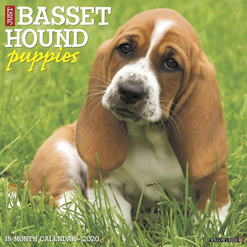 Just Basset Hound Puppies 2020 Calendar Pets