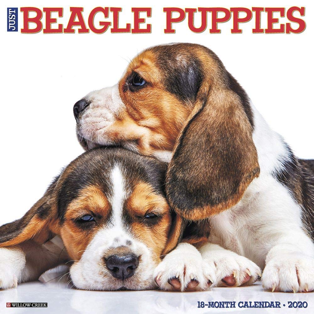 Just Beagle Puppies 2020 Wall Calendar (Dog Breed Calendar) book