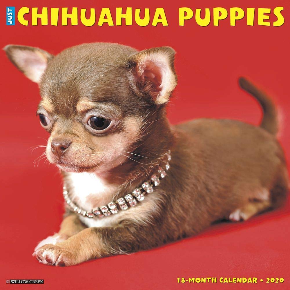 Just Chihuahua Puppies 2020 Wall Calendar (Dog Breed Calendar) book
