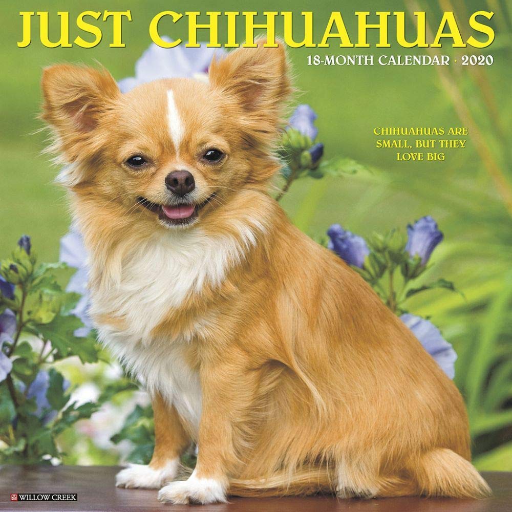 Just Chihuahuas 2020 Calendar: Chihuahuas Are Small, but They Love Big Pets