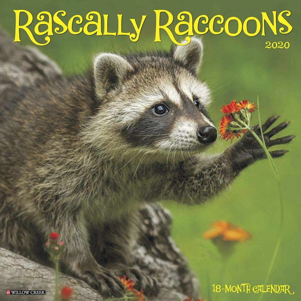 Rascally Raccoons 2020 Wall Calendar Leisure, Home & Garden