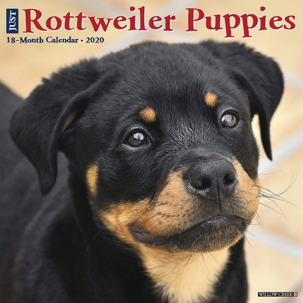Just Rottweiler Puppies 2020 Calendar Pets