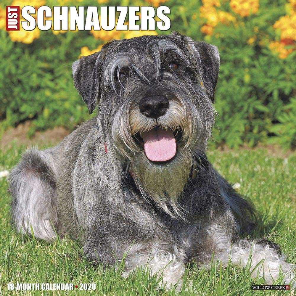 Just Schnauzers 2020 Wall Calendar (Dog Breed Calendar) Pets