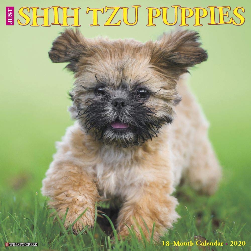 Just Shih Tzu Puppies 2020 Calendar Pets