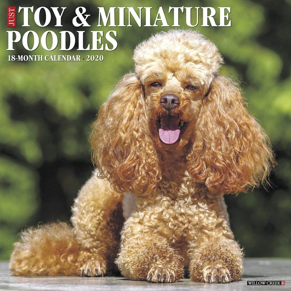 Just Toy & Miniature Poodles 2020 Calendar Pets