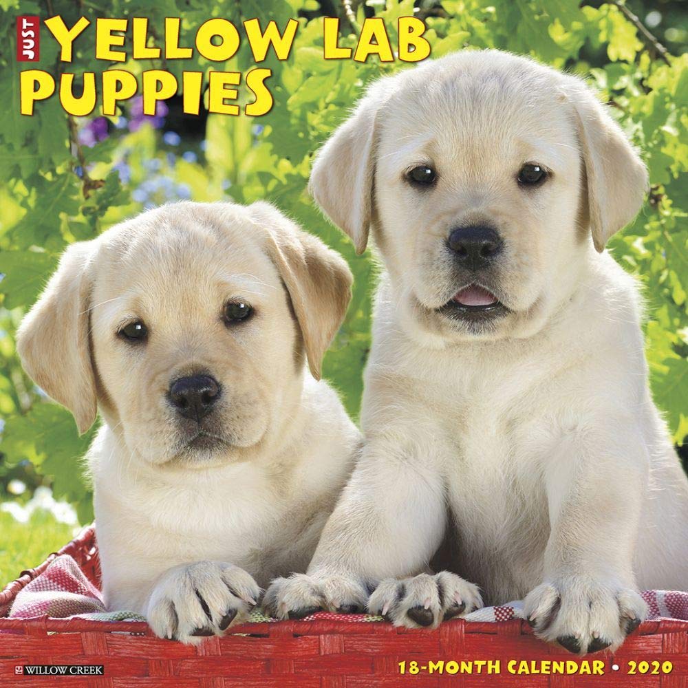Just Yellow Lab Puppies 2020 Calendar Pets