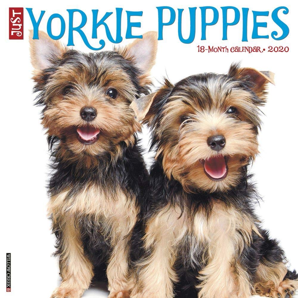Just Yorkie Puppies 2020 Calendar Pets