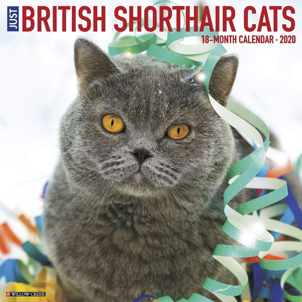 Just British Shorthair Cats 2020 Calendar Pets