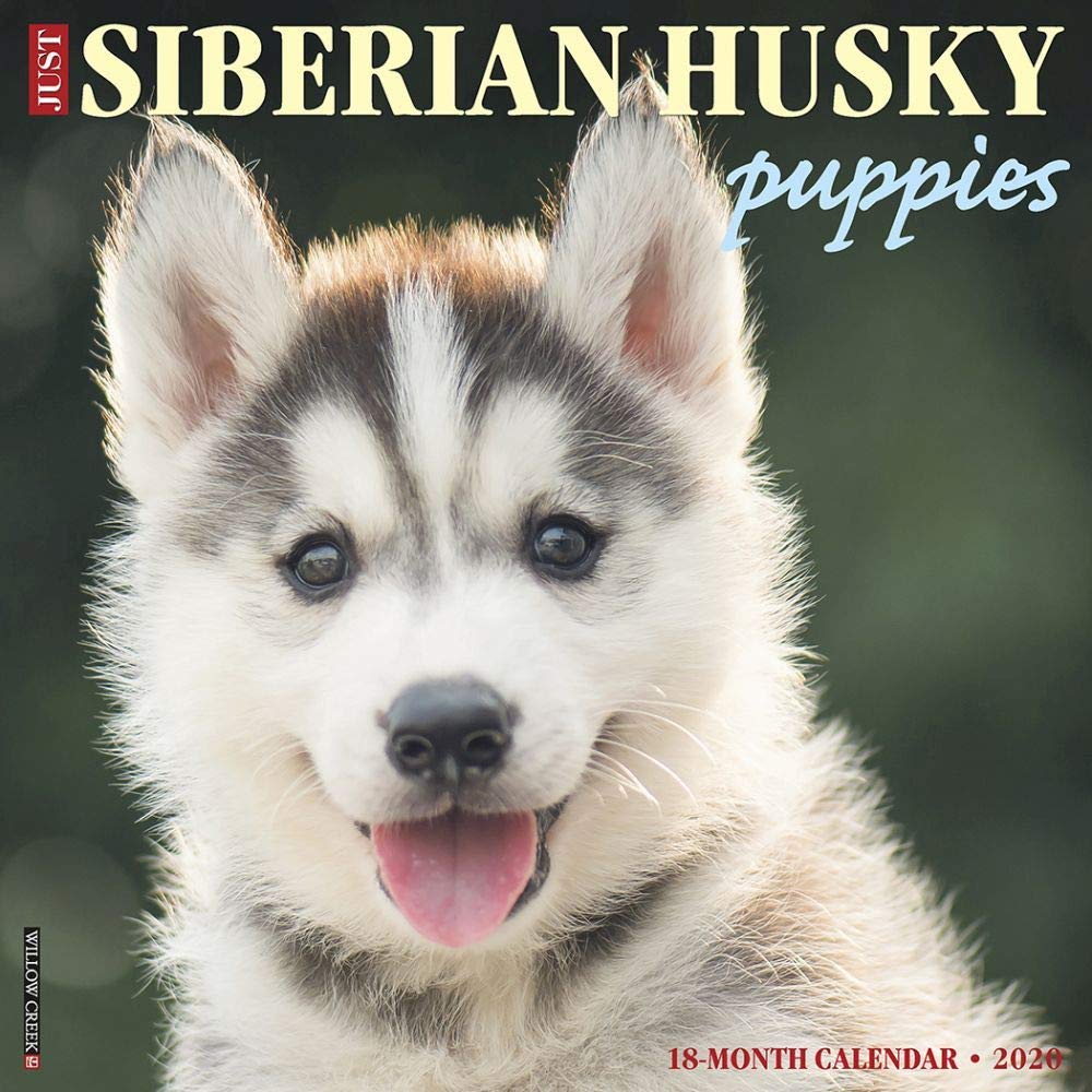 Just Siberian Husky Puppies 2020 Calendar Pets
