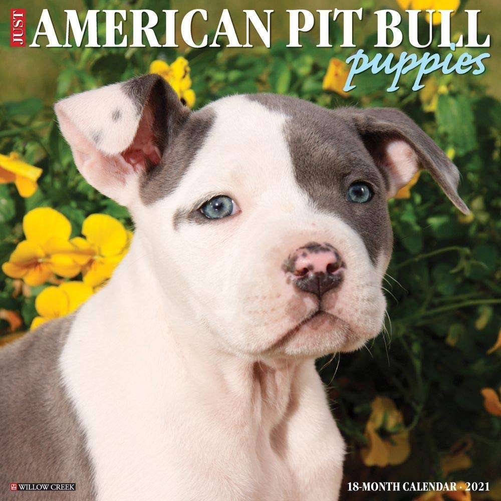 American Pit Bull Terrier Puppies 2021 Calendar Pets