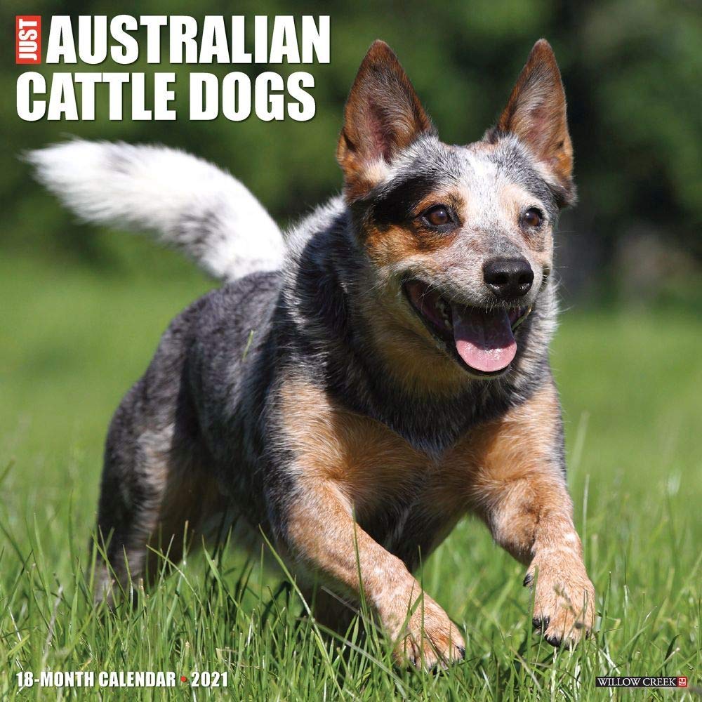 Just Australian Cattle Dogs 2021 Wall Calendar (Dog Breed Calendar) Pets