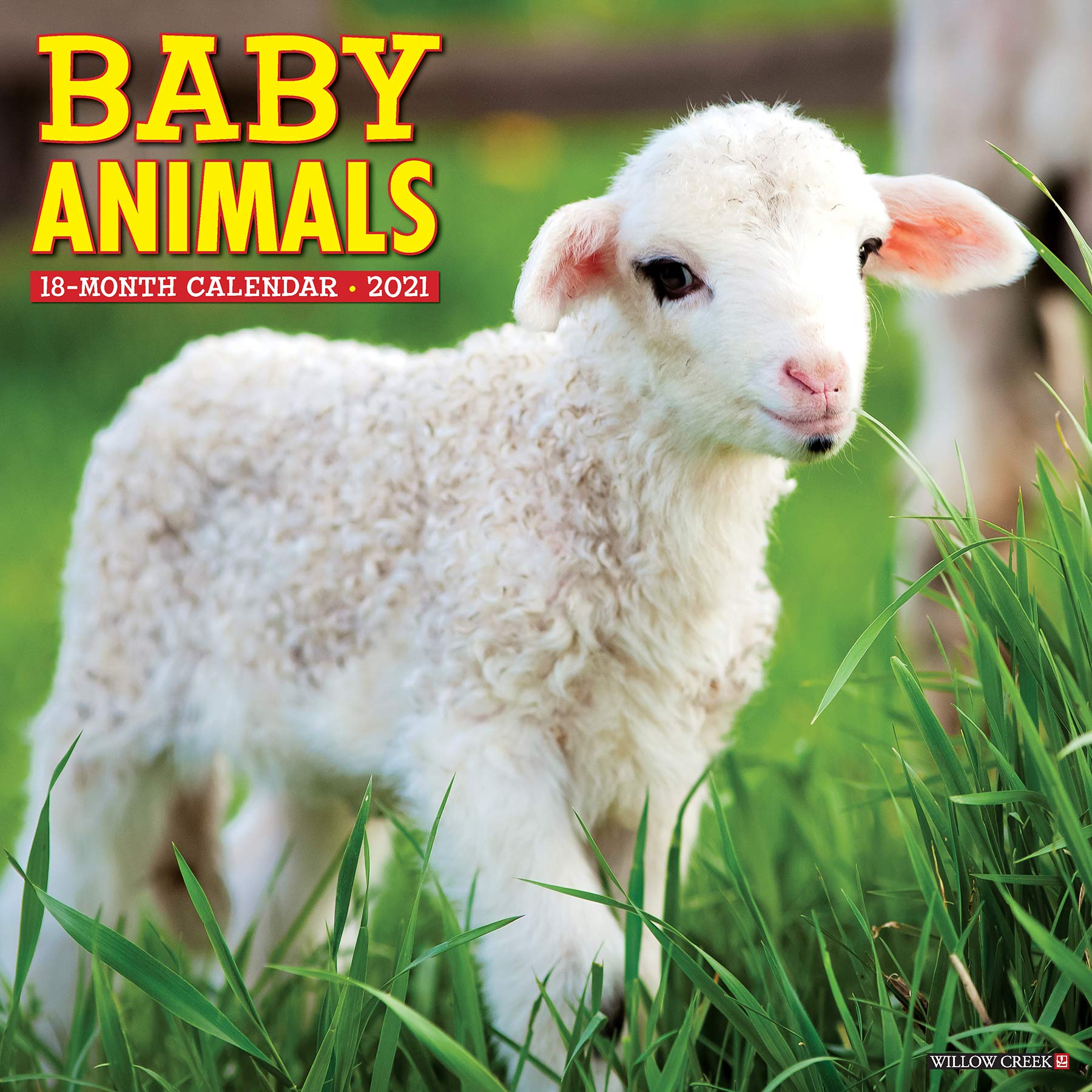 Baby Animals 2021 Wall Calendar Mathematics