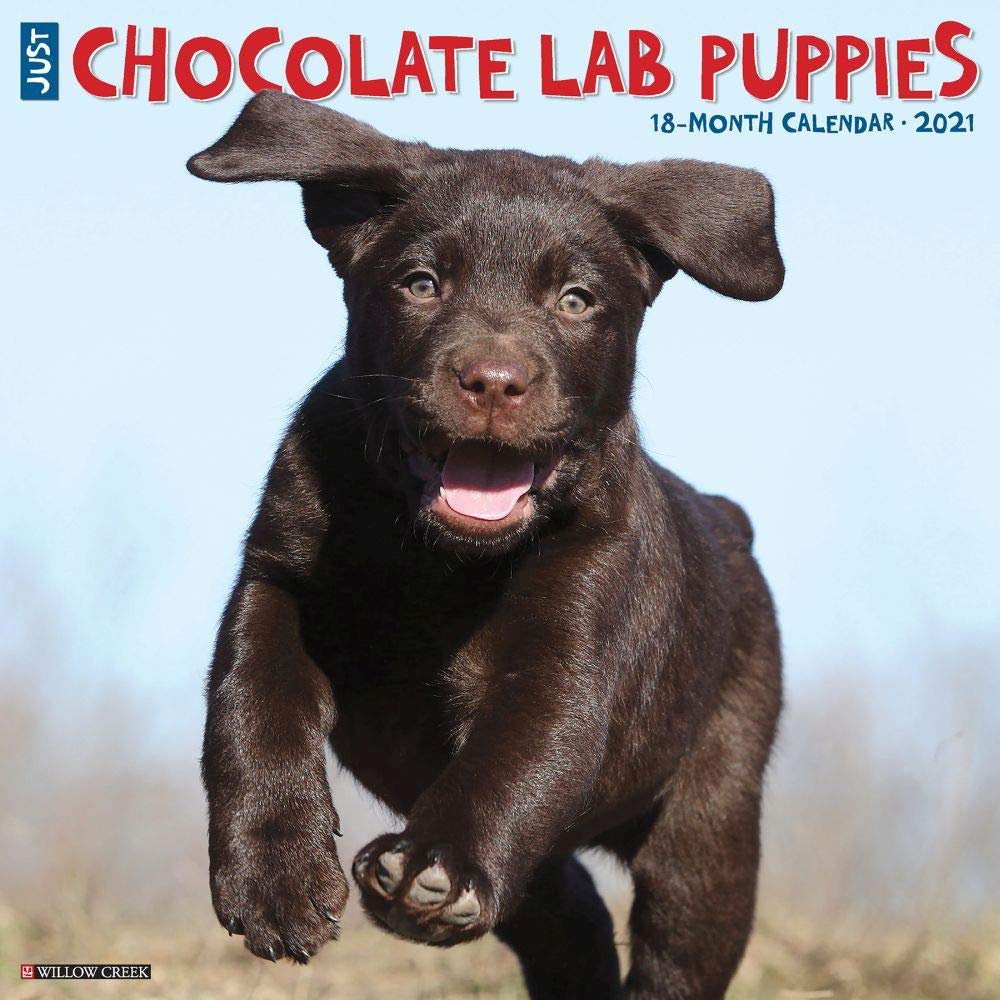 Just Chocolate Lab Puppies 2021 Calendar Pets