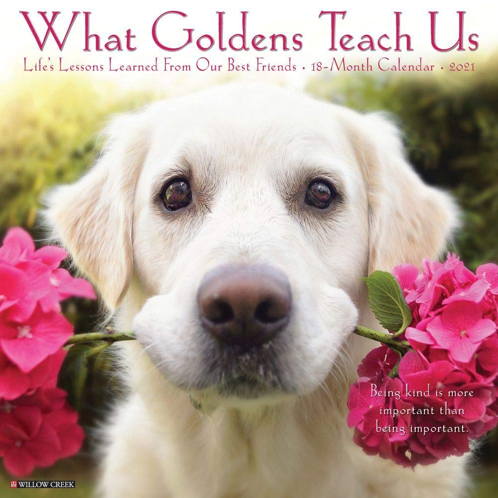 What Goldens Teach Us 2021 Calendar book