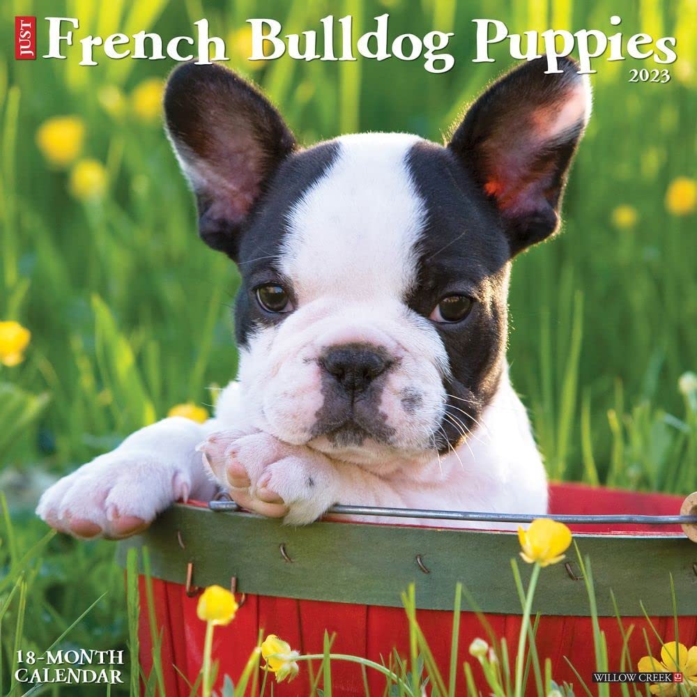 Just French Bulldog Puppies 2023 Wall Calendar Photography
