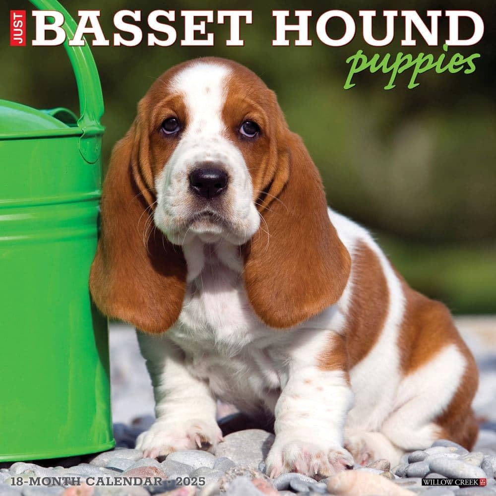 Basset Hound Puppies 2026 12 X 12 Wall Calendar Pets