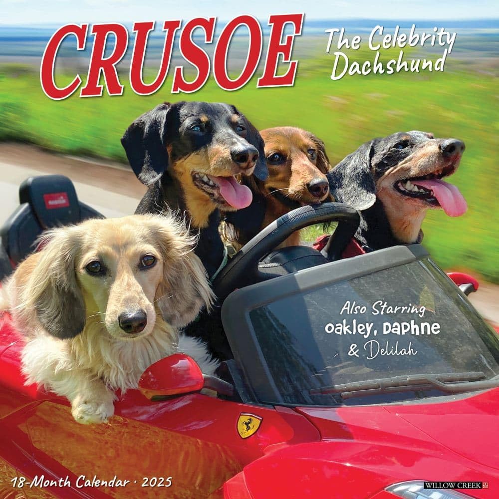 Crusoe the Celebrity Dachshund 2026 12 X 12 Wall Calendar Pets