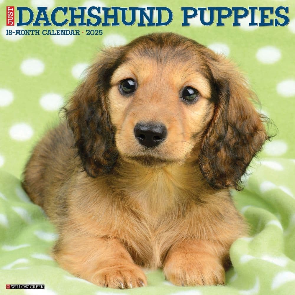 Dachshund Puppies 2026 12 X 12 Wall Calendar Pets