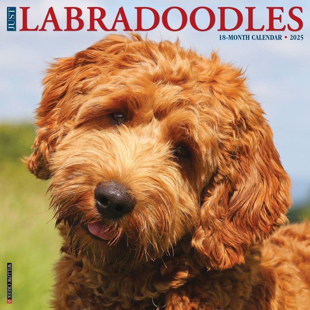 Labradoodles 2026 12 X 12 Wall Calendar Pets