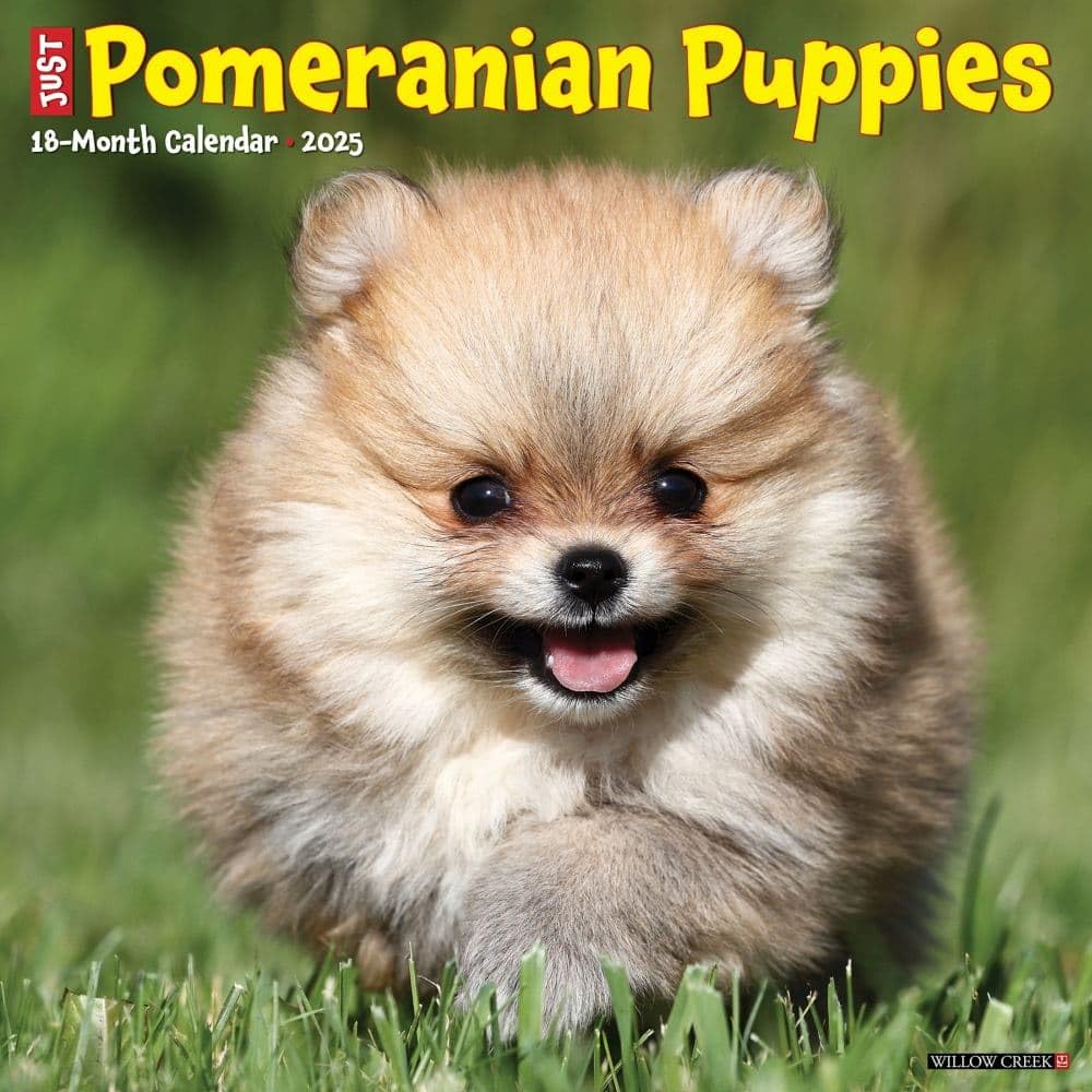 Pomeranian Puppies 2026 12 X 12 Wall Calendar Pets