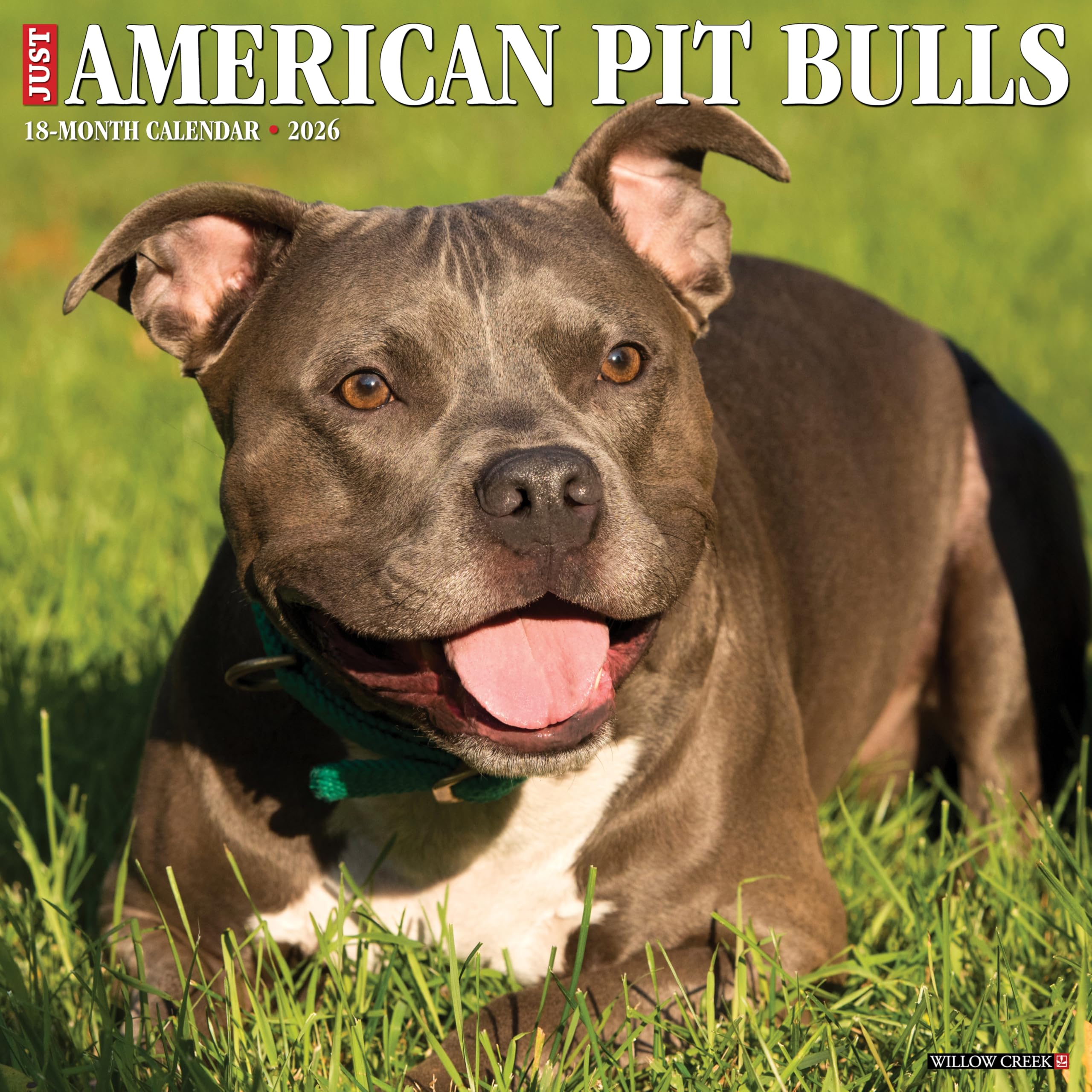 American Pit Bull Terriers 2026 12 X 12 Wall Calendar Pets