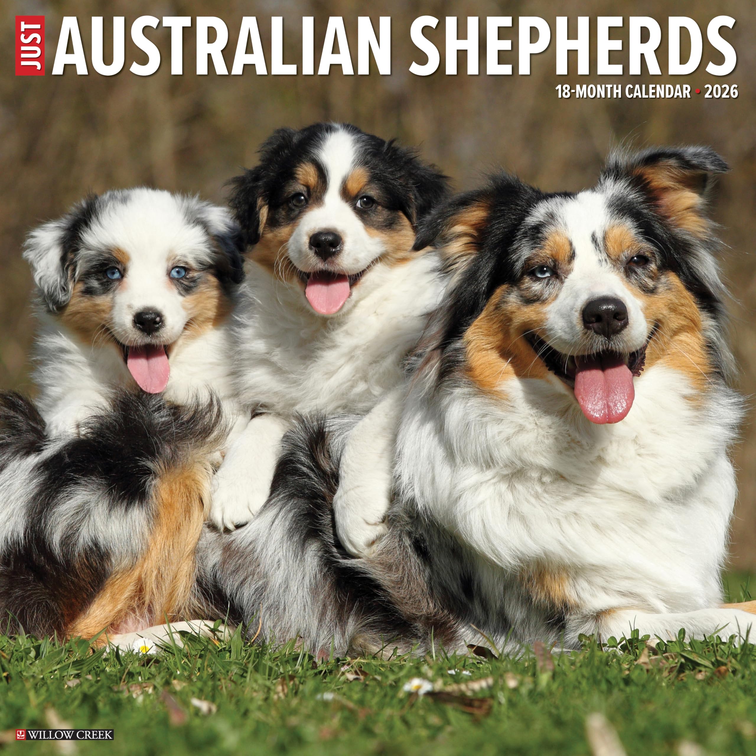 Australian Shepherds 2026 12 X 12 Wall Calendar Pets