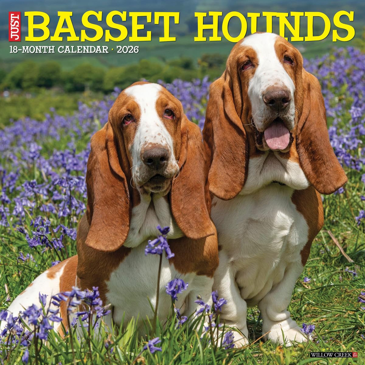 Basset Hounds 2026 12 X 12 Wall Calendar Pets