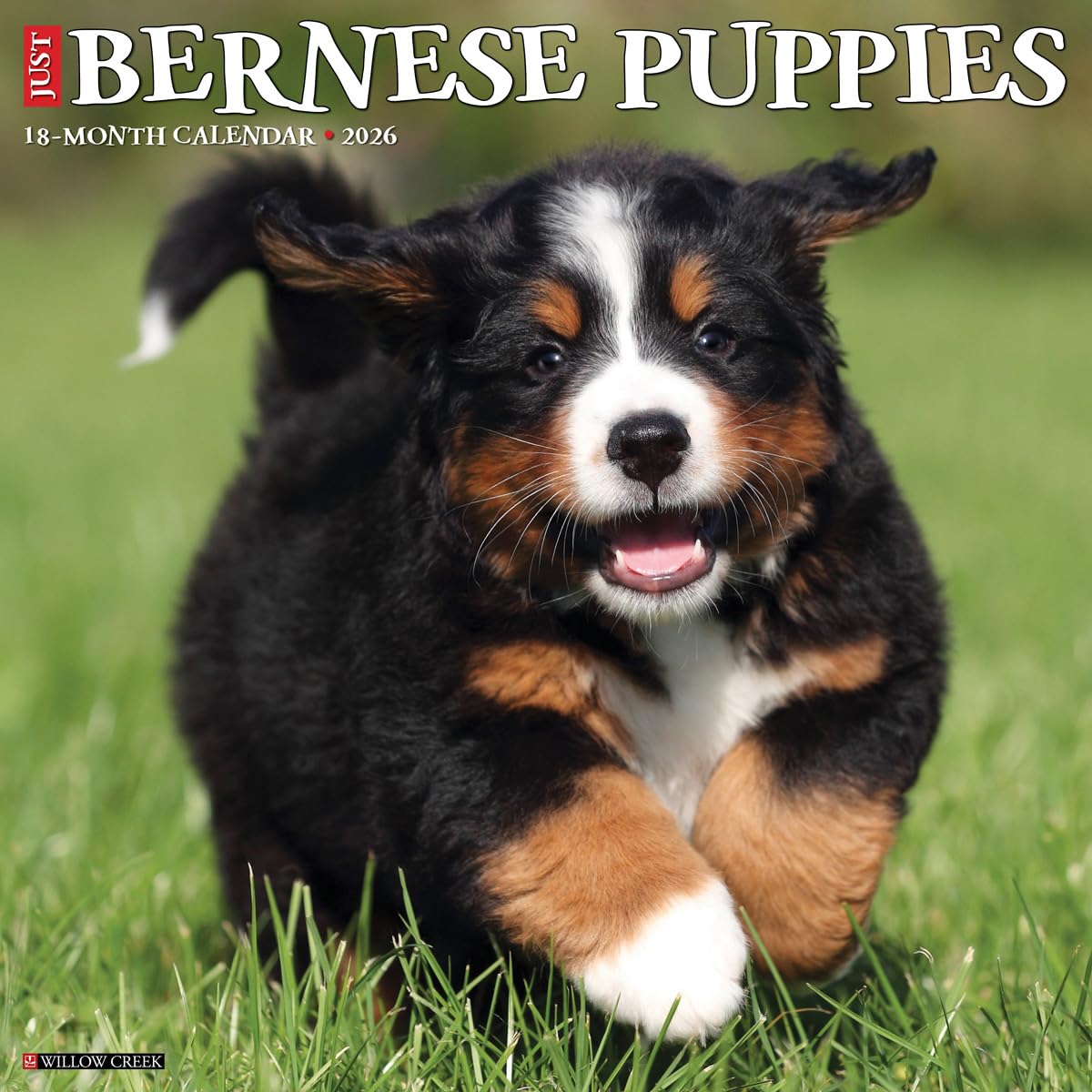 Bernese Mountain Puppies 2026 12 X 12 Wall Calendar Pets