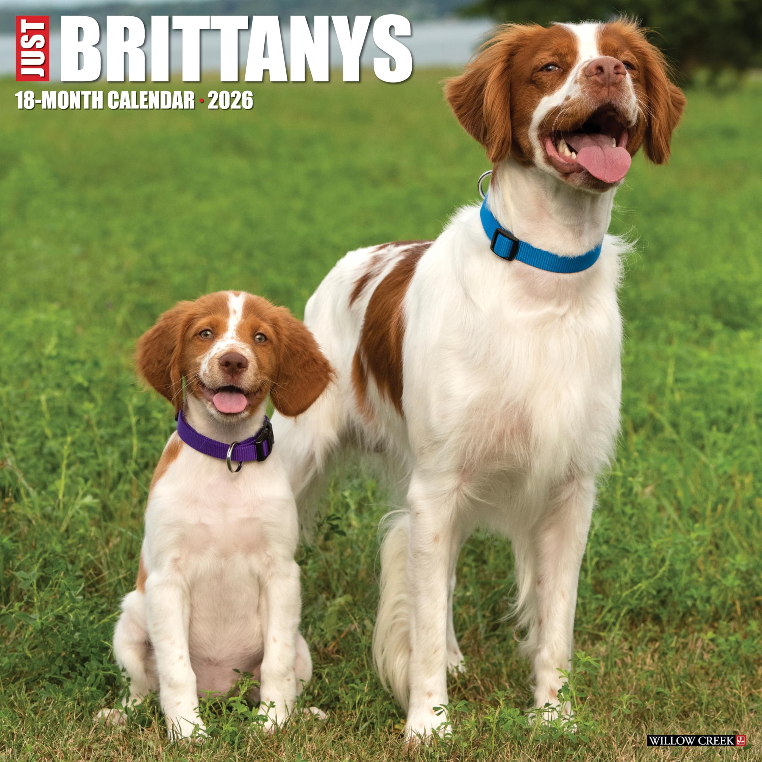 Brittanys 2026 12 X 12 Wall Calendar Pets