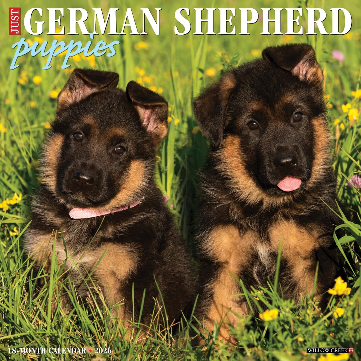German Shepherd Puppies 2026 12 X 12 Wall Calendar Pets