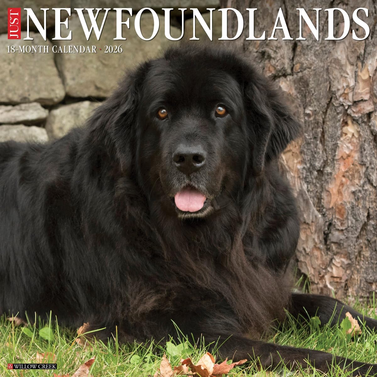 Newfoundlands 2026 12 X 12 Wall Calendar Pets