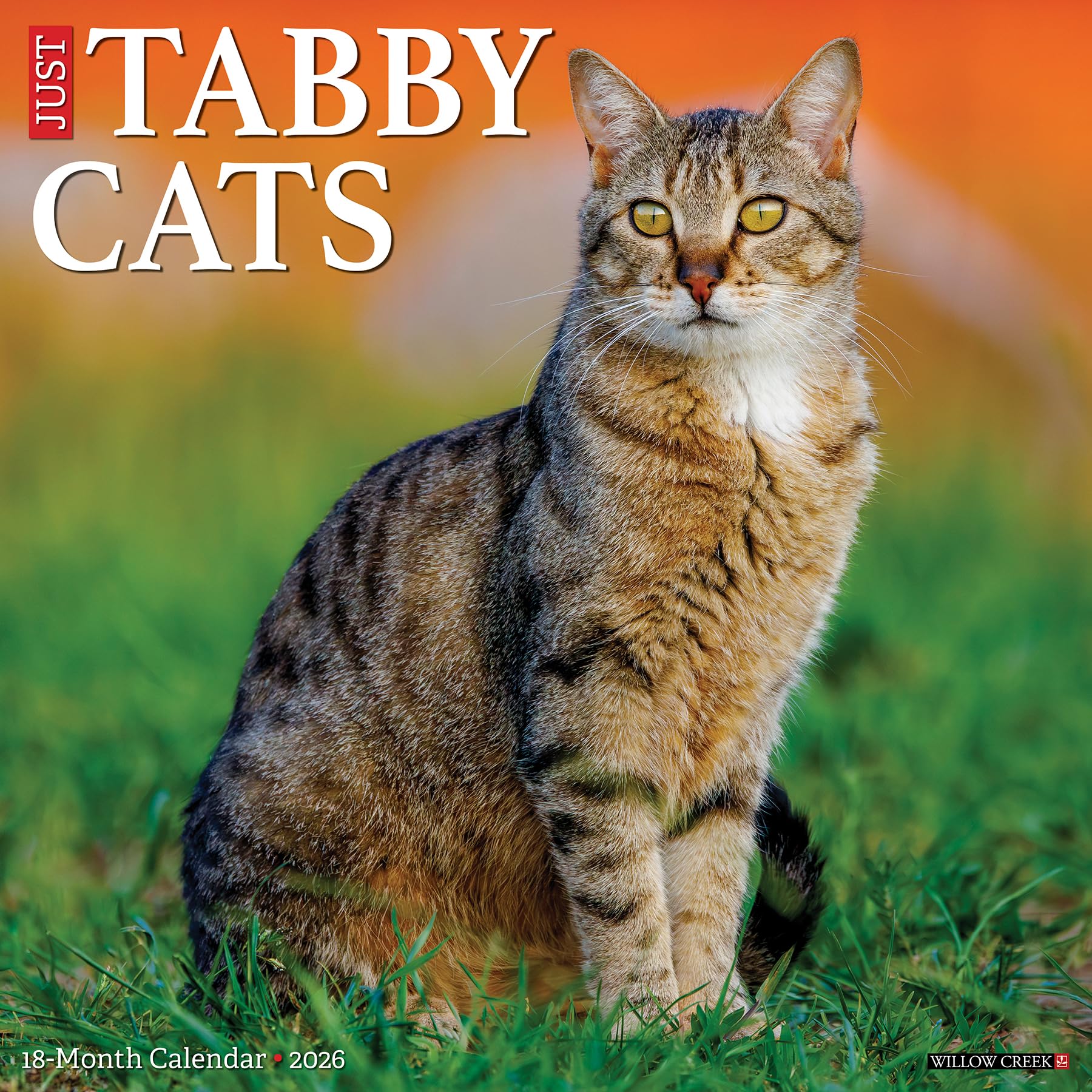 Tabby Cats 2026 12 X 12 Wall Calendar Pets