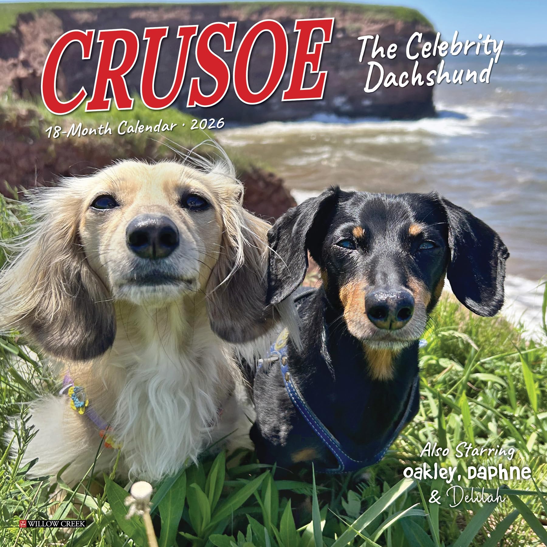 Crusoe the Celebrity Dachshund 2026 7 X 7 Mini Wall Calendar Pets