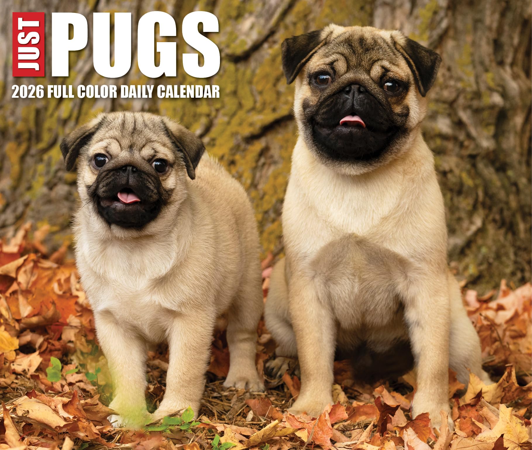 Just Pugs 2026 5.4 X 6.2 Box Calendar Pets