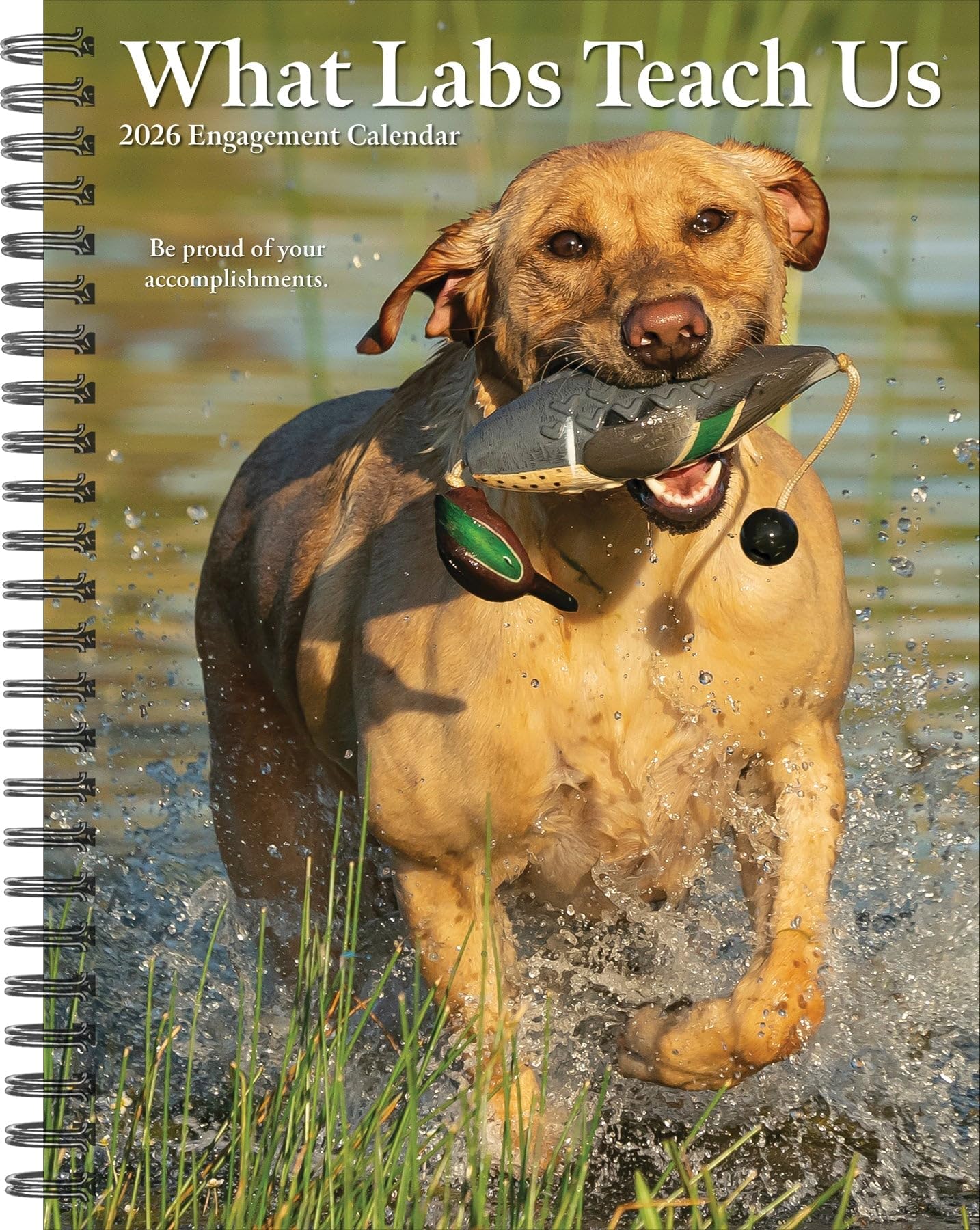 What Labs Teach Us 2026 6.5 X 8.5 Engagement Calendar Pets
