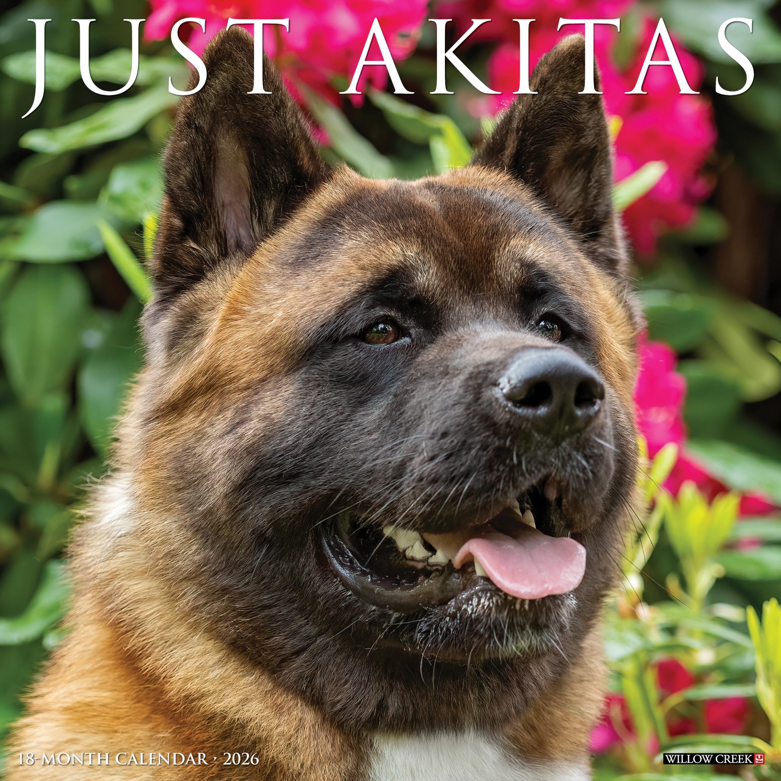 Akitas 2026 12 X 12 Wall Calendar Pets