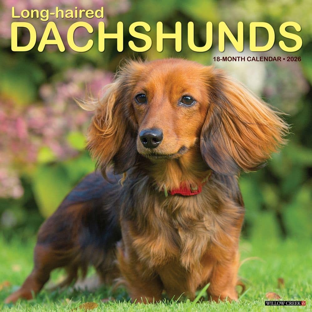 Longhaired Dachshunds 12 X 12 Wall Calendar Pets