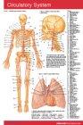 Circulatory System Medicine