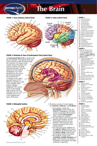 The Brain Books