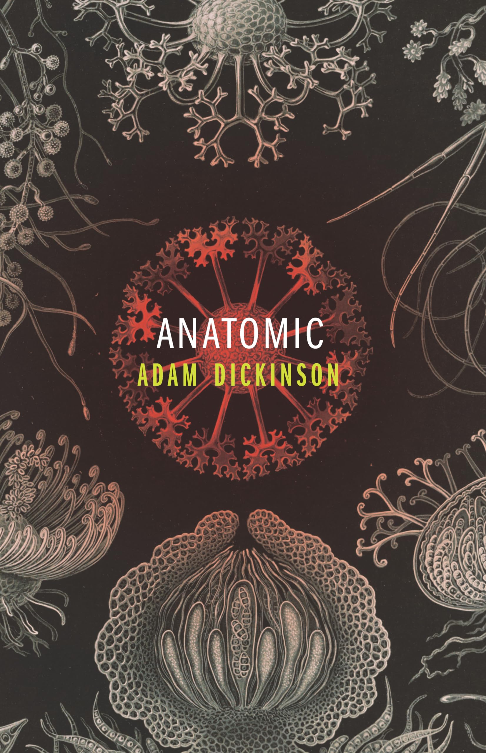 Anatomic Poetry