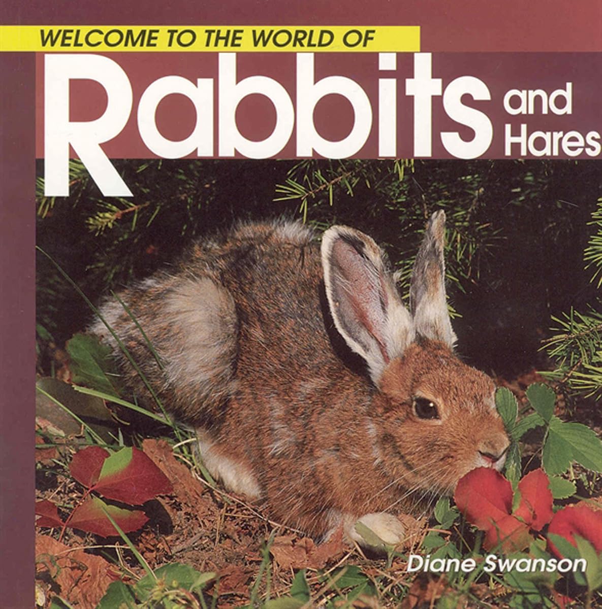 Welcome to the World of Rabbits and Hares Non-fiction