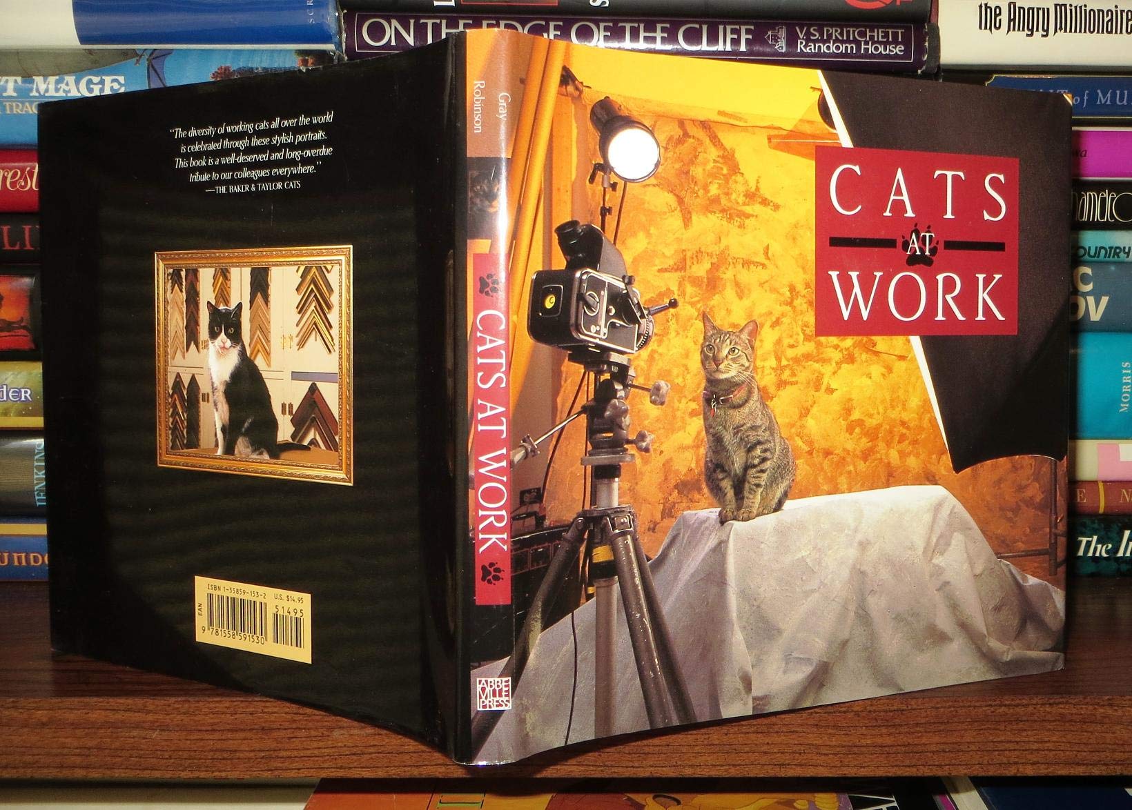 Cats at Work: My Point of View Photography
