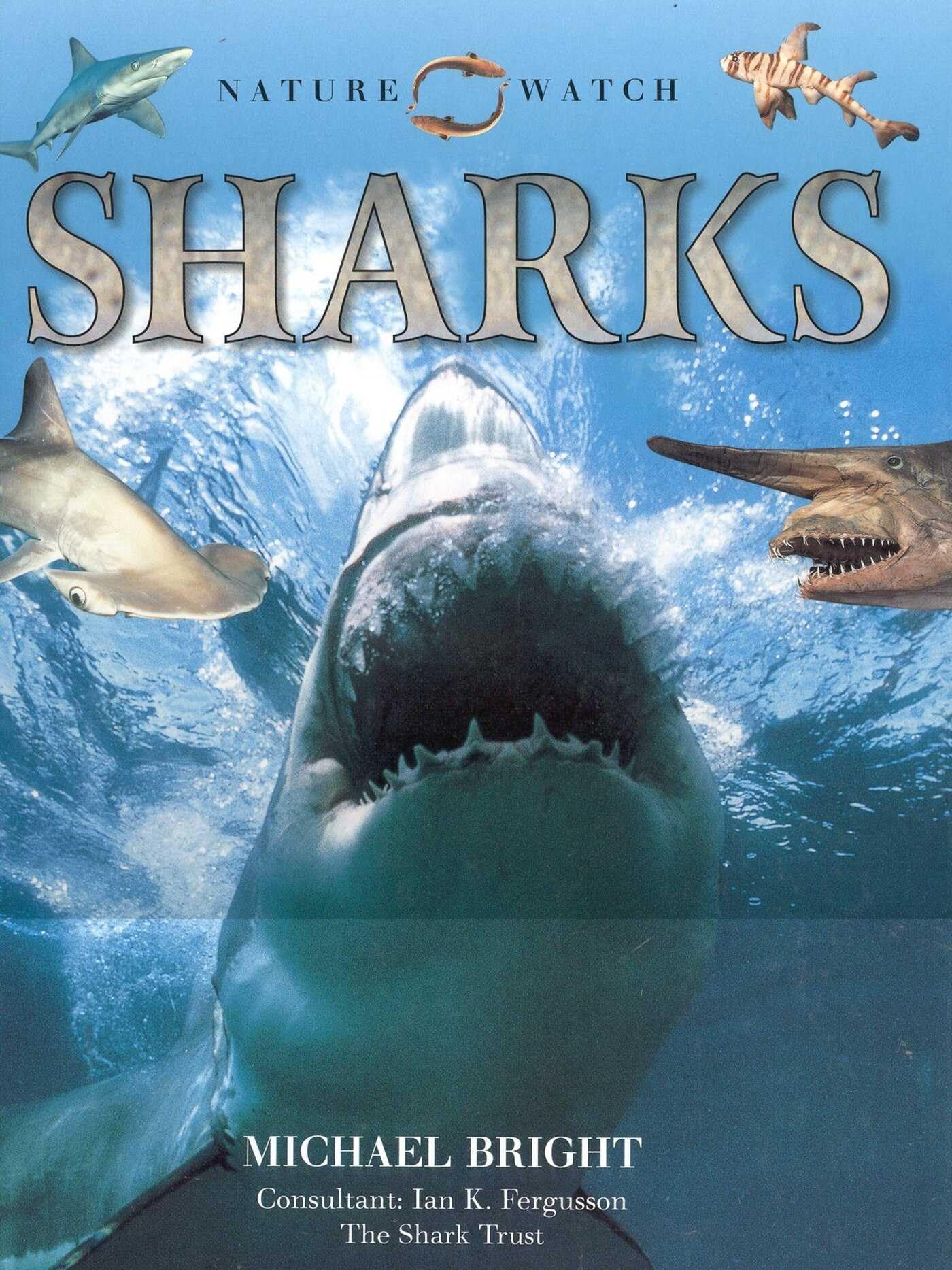 Sharks (Our Wild World) Business & Technology