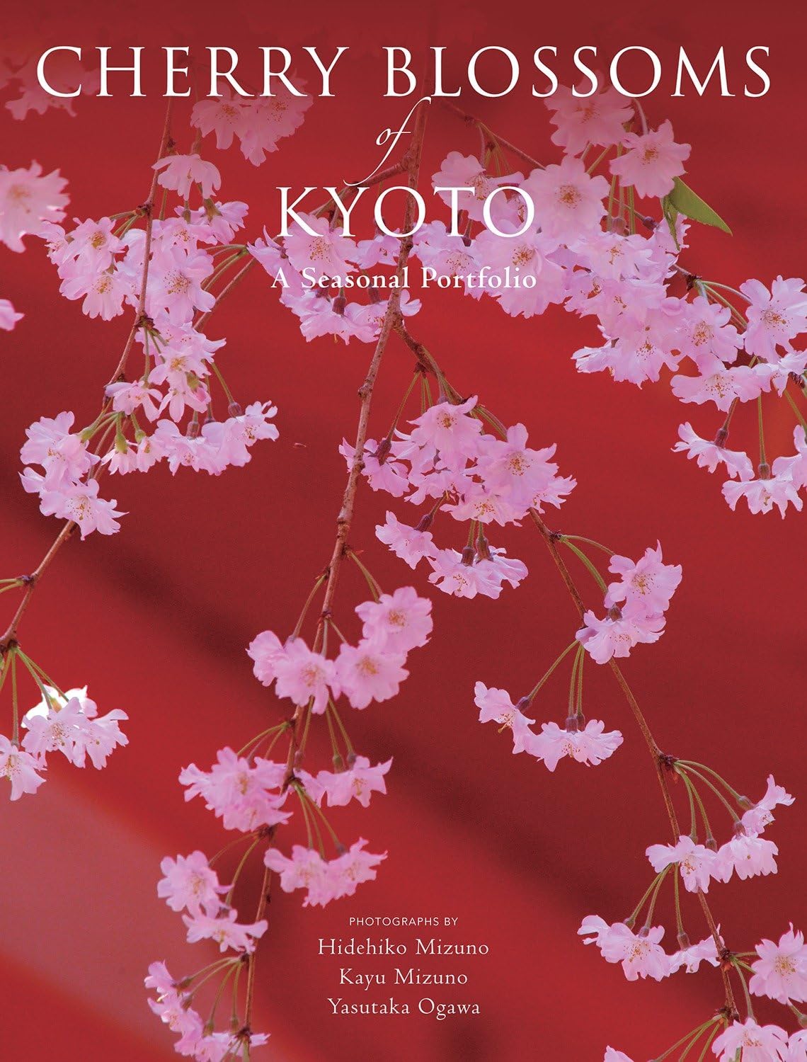Cherry Blossoms of Kyoto: A Seasonal Portfolio book