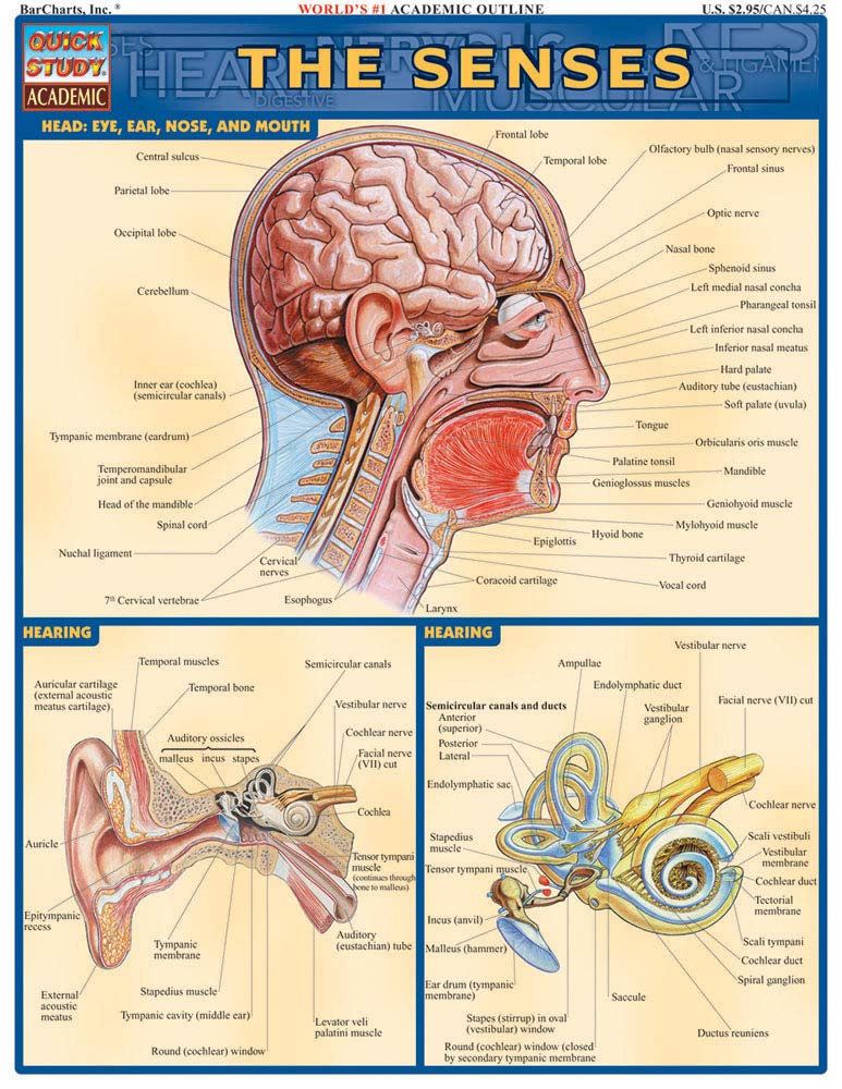 Senses: Head: Eyes, Ear, Nose, and Mouth (Qucik Study Academic) Medicine