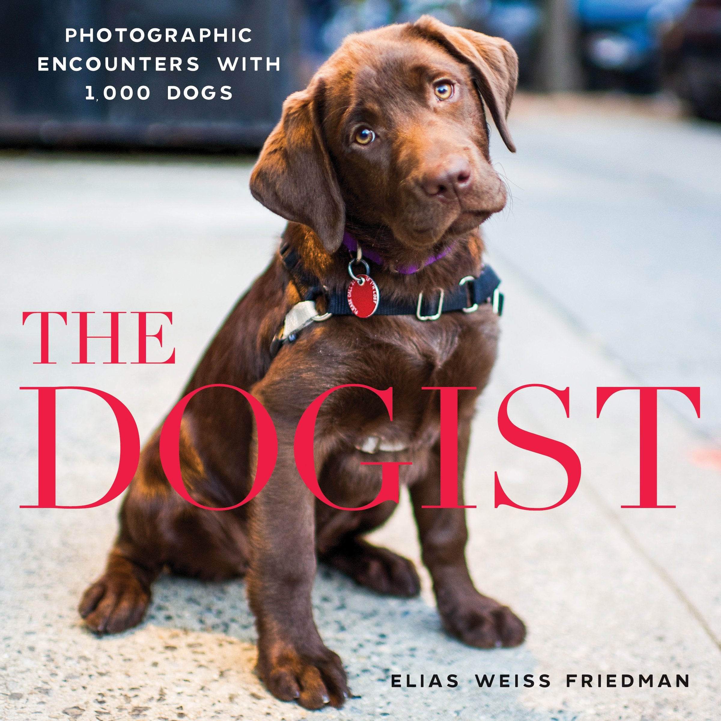 The Dogist Photography