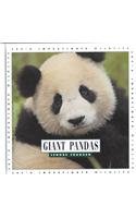 Giant Pandas (Let's Investigate) Non-fiction