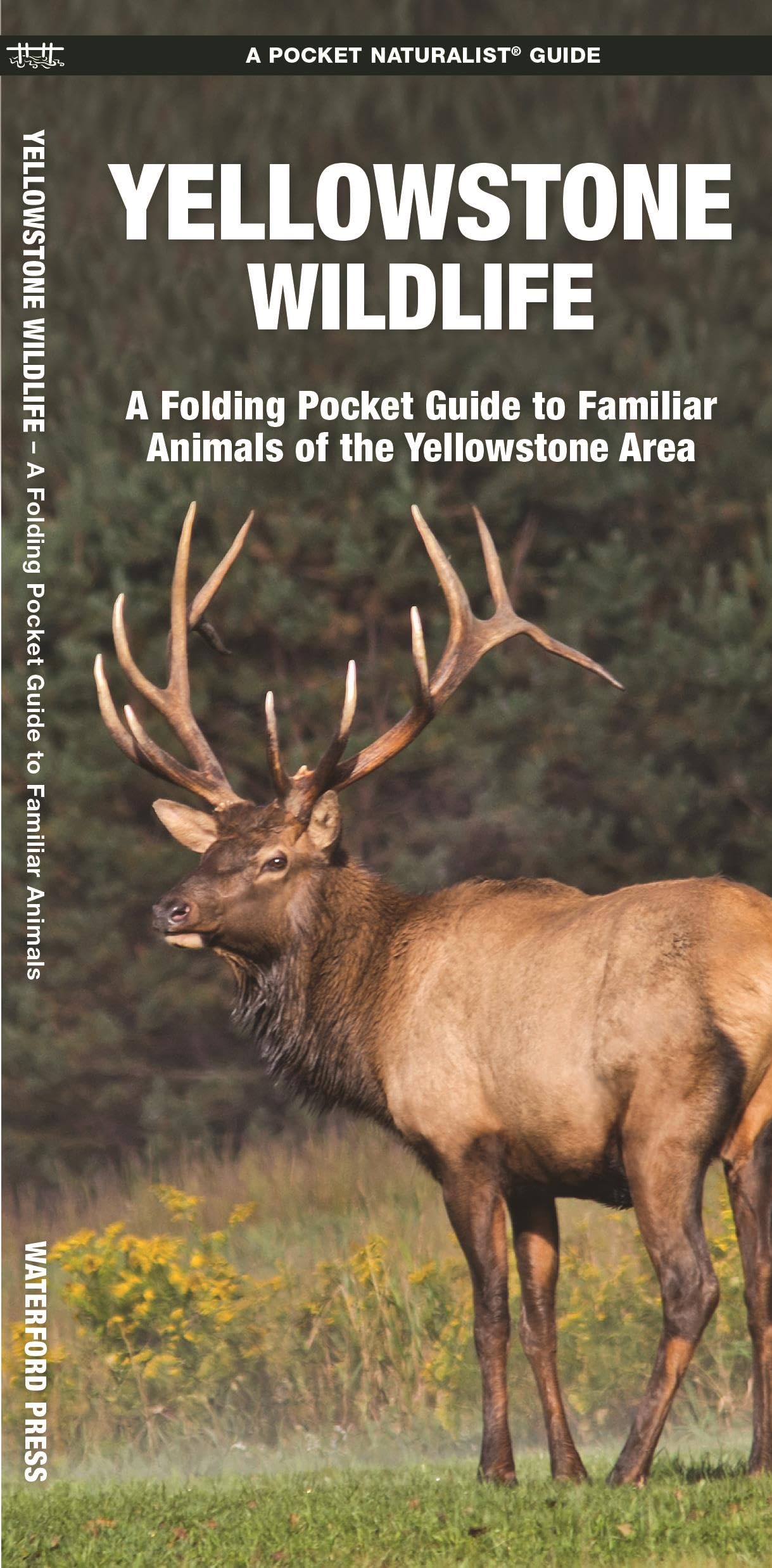 Yellowstone Wildlife: An Introduction to Familiar Species of Yellowstone Area (Nature Observation North America) Leisure, Home & Garden